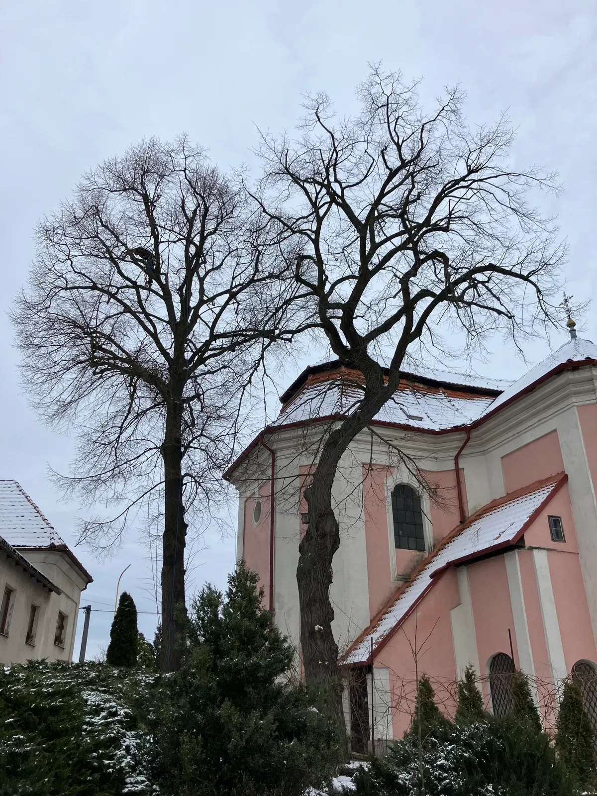 Ošetření lip - Hoštka