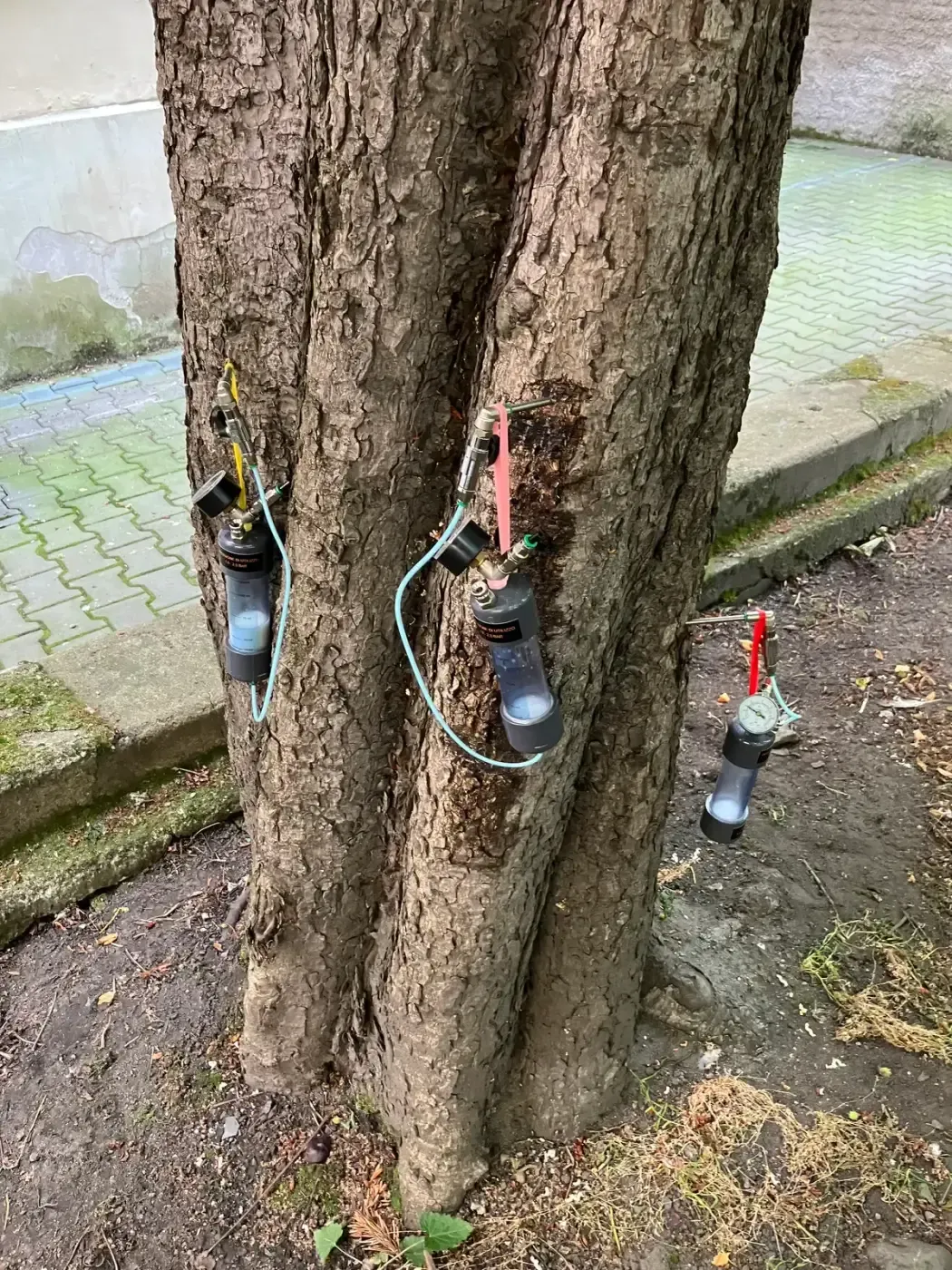 Mikro injektáž stromů - Praha, Vinohrady - foto 3