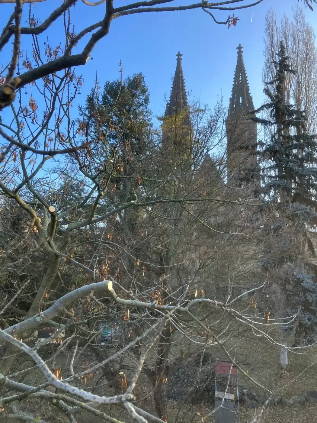 Ošetření jasanů - Praha, Vyšehrad - foto 2