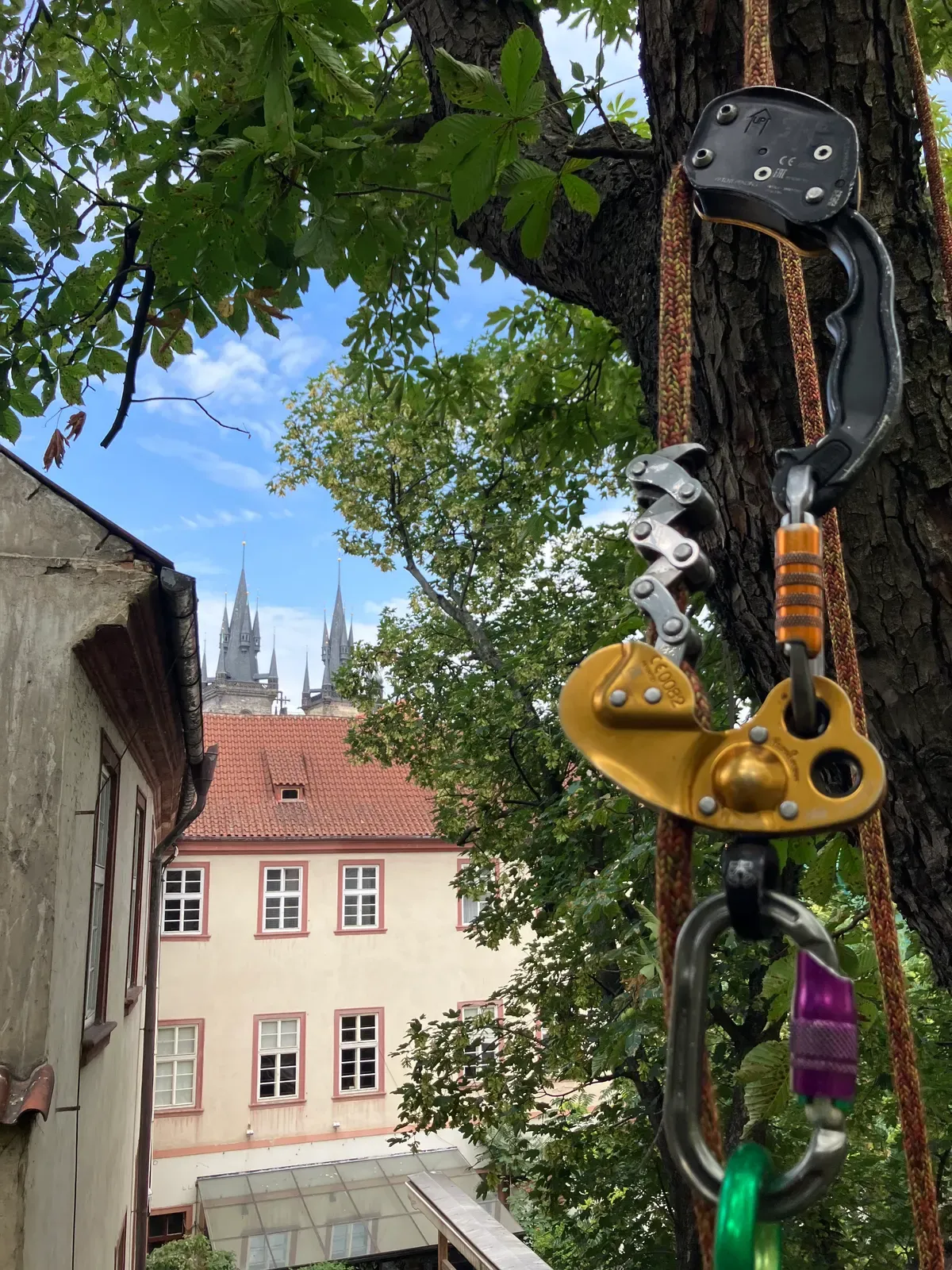 Ošetření jírovce u Týnského chrámu - Praha 1, Celetná
