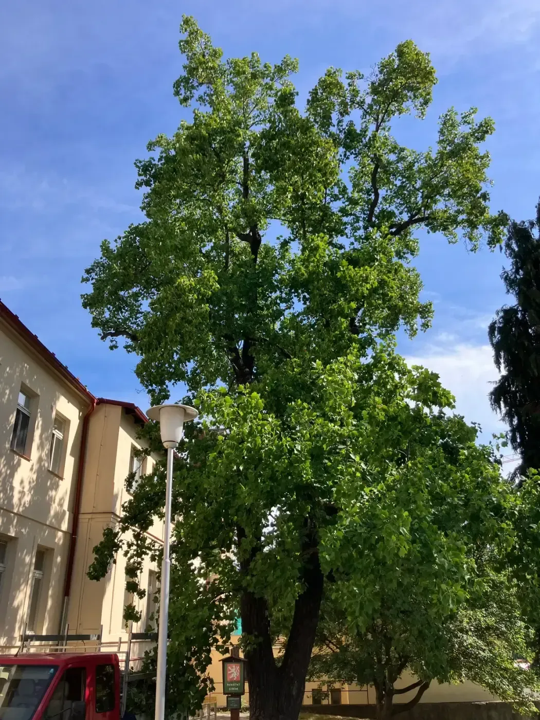 Ošetření lípy - Prachatice - foto 2