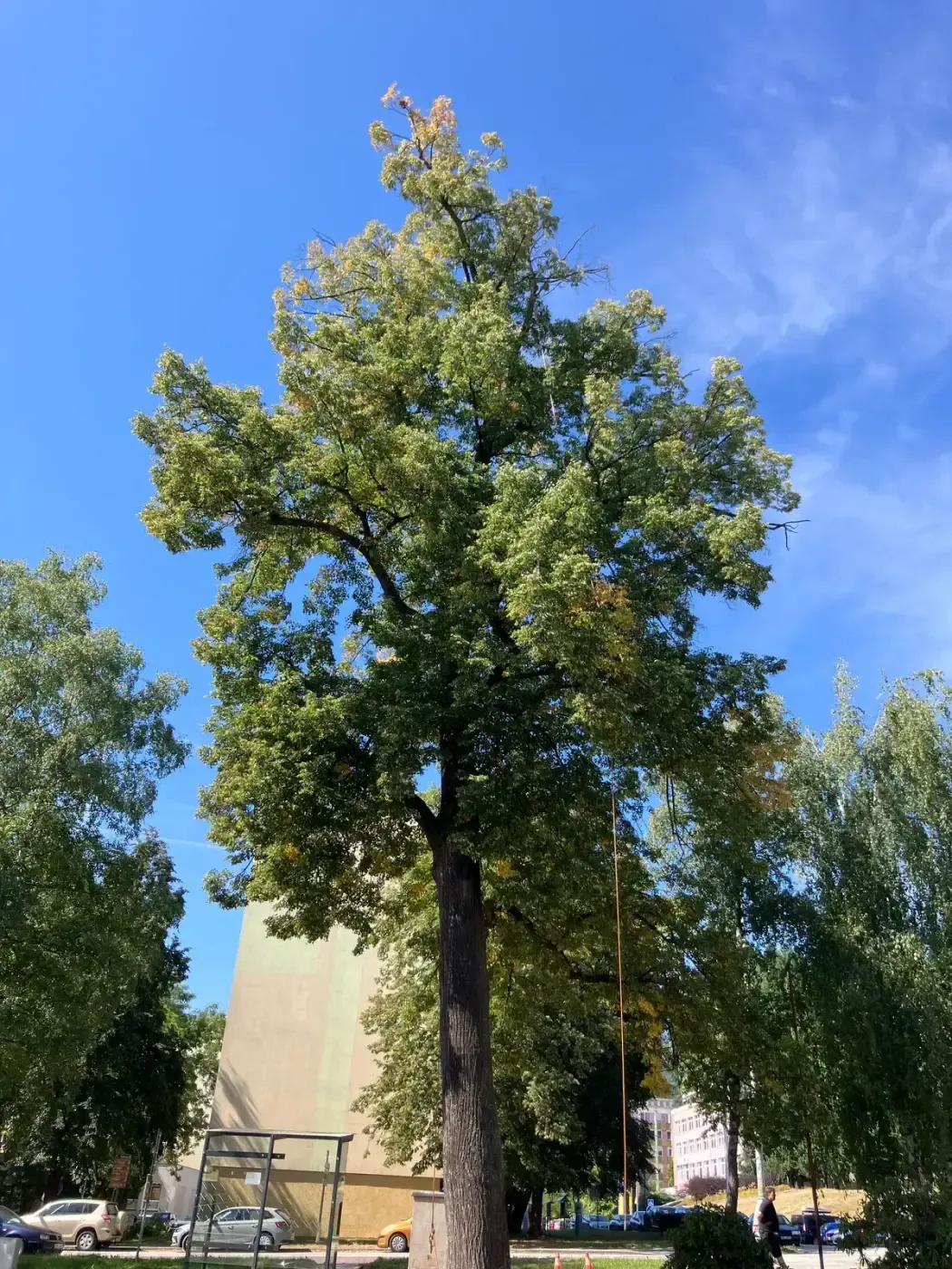 Ošetření lípy - Prachatice - foto 3