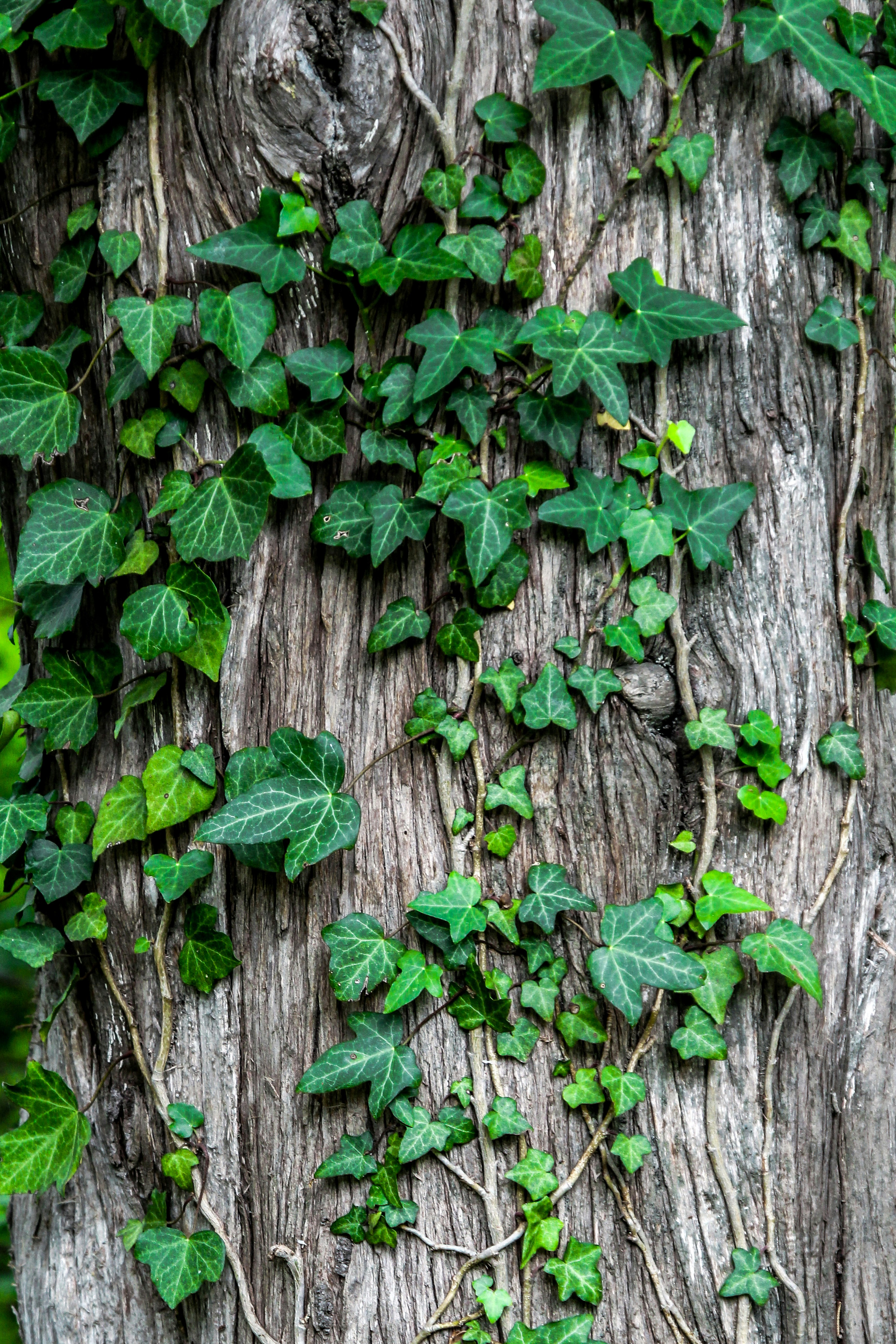 man in front of tree